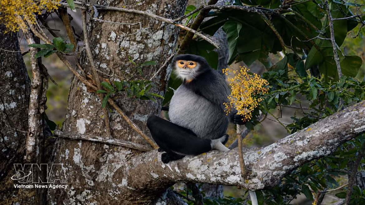 Preservan la población de langures de douc con patas negras en montaña Ba Den 