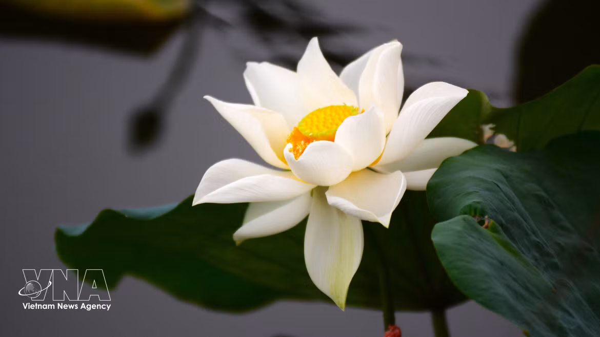 Té de loto, una característica cultural única de Hue