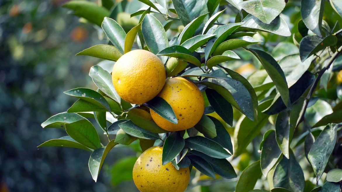 Naranjas de Thuong Loc de Ha Tinh entra en temporada de cosecha