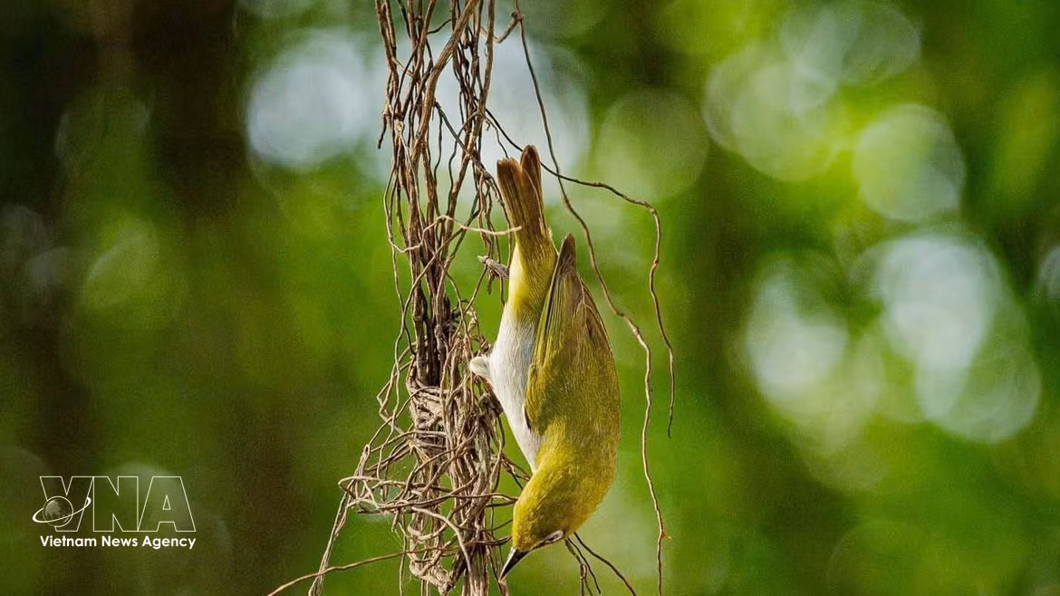Aves silvestres regresan al lago Hoan Kiem: Un remanso de paz en corazón de Hanoi