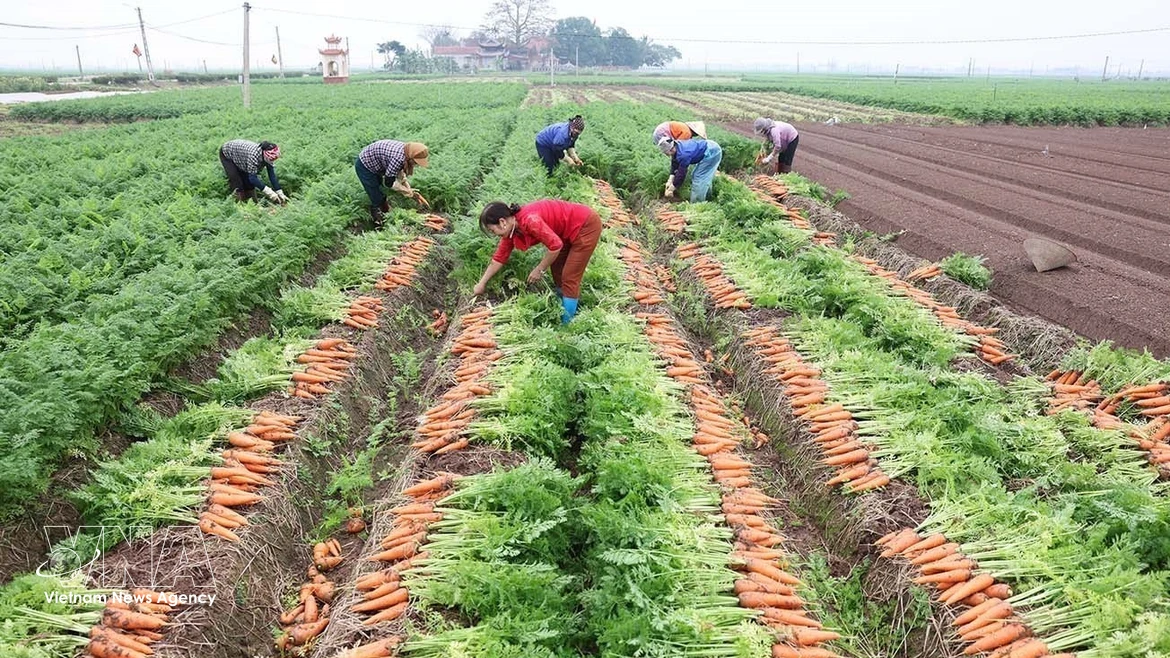 Resolución 57: Impulsa la producción a gran escala de cultivos clave