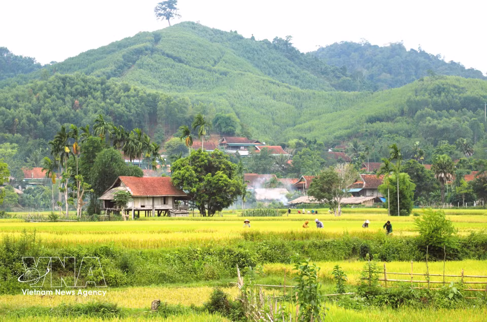 El valle de Binh Chuan cuenta con más de 180 hectáreas dedicadas al cultivo de arroz húmedo. La mayoría de los campos se sitúa a una altura de uno a tres metros por encima del nivel del arroyo, por lo que depende del sistema de norias de agua para el riego. (Foto: VNA)