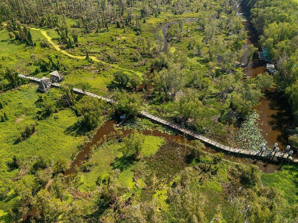 El área de ecoturismo del bosque de melaleucas Tra Su, con una superficie de 850 hectáreas, es el bosque de melaleucas más hermoso y famoso de Vietnam, y forma parte del sistema de bosques de uso especial del país. Foto: VNA