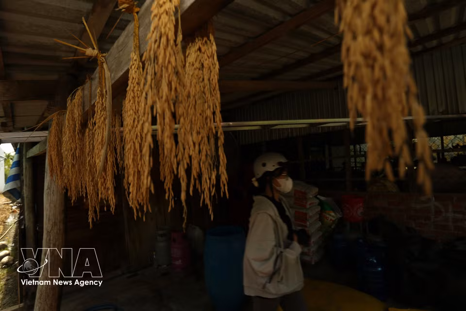 Muestras de espigas de arroz seleccionadas para semillas se conservan meticulosamente en la casa de un agricultor en Can Tho. (Foto: VNA)