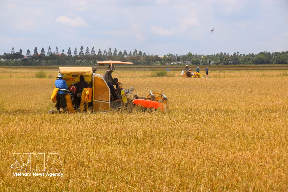 Cuando las espigas de arroz se curvan por el peso de los granos y adquieren un tono dorado brillante, llega el momento de iniciar la cosecha. (Foto: VNA)