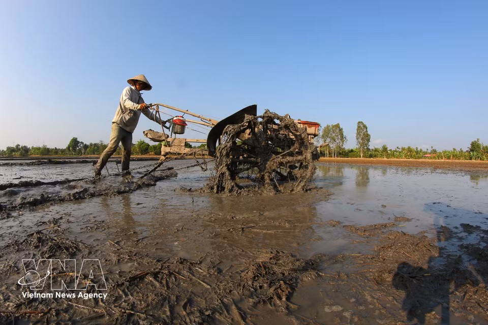 Antes de la siembra, los arrozales se aran y se nivelan hasta quedar el terreno fino y uniforme. (Foto: VNA)
