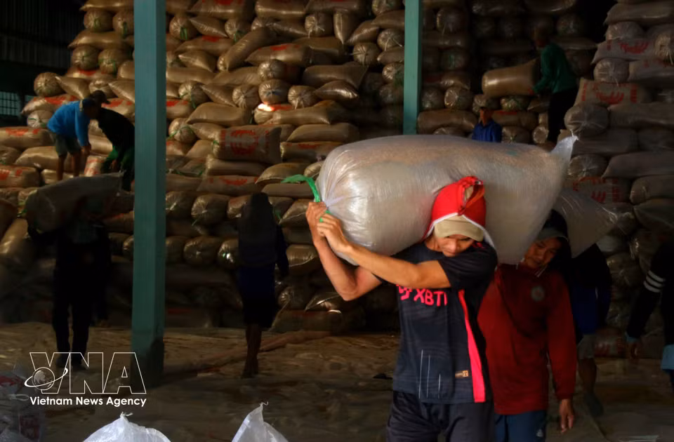 Aquellos agricultores con capacidad de producción a gran escala que optan por no vender grano recién cosechado, lo almacenan en bodegas a la espera de mejores precios en el mercado. (Foto: VNA)