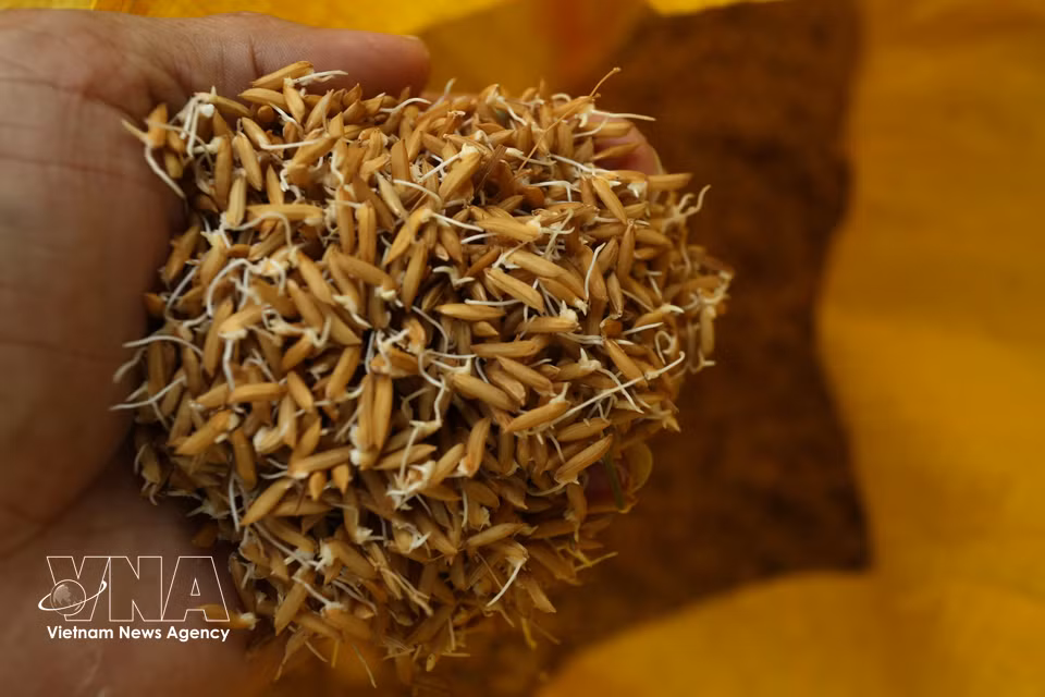 Las semillas de arroz germinan y quedan listas para ser sembradas en los campos. (Foto: VNA)