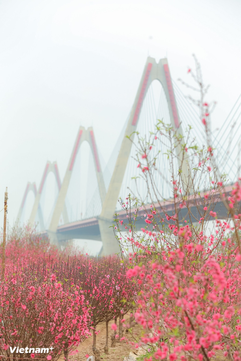 Las ramas de flor de melocotonero aparecen en cada rincón de la calle, desde los campos a orillas del río, el mercado de flores de Quang Ba, la calle Hang Luoc, hasta los pequeños balcones de los antiguos edificios. El característico color rosa de las flores de melocotonero también representa esperanza, reunión familiar, el deseo de un año próspero y buenos augurios para el año nuevo. (Foto: Vietnam+)