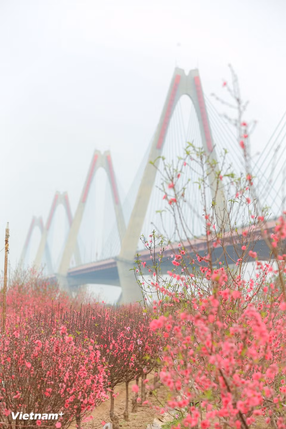 Las ramas de flor de melocotonero aparecen en cada rincón de la calle, desde los campos a orillas del río, el mercado de flores de Quang Ba, la calle Hang Luoc, hasta los pequeños balcones de los antiguos edificios. El característico color rosa de las flores de melocotonero también representa esperanza, reunión familiar, el deseo de un año próspero y buenos augurios para el año nuevo. (Foto: Vietnam+)