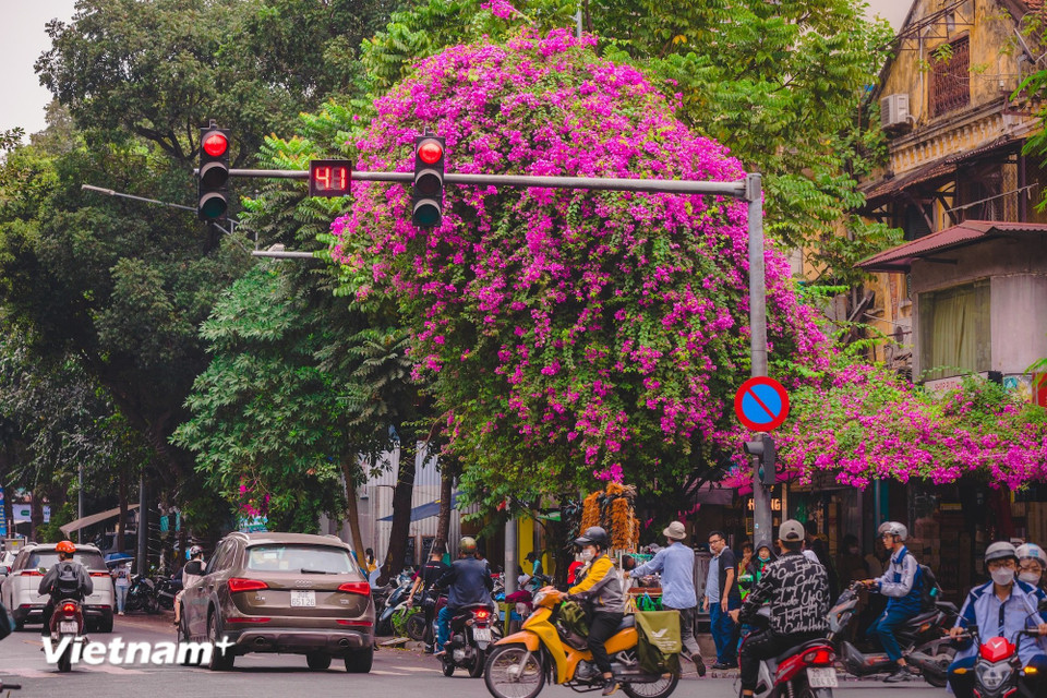 Cada estación del año muestra una capital con colores y dinámicas diferentes, y cada etapa se reconoce por sus flores y plantas típicas. (Foto: Vietnam+)