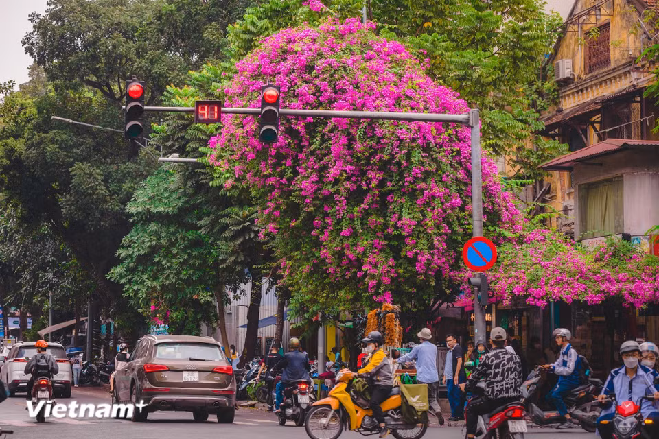 Cada estación del año muestra una capital con colores y dinámicas diferentes, y cada etapa se reconoce por sus flores y plantas típicas. (Foto: Vietnam+)