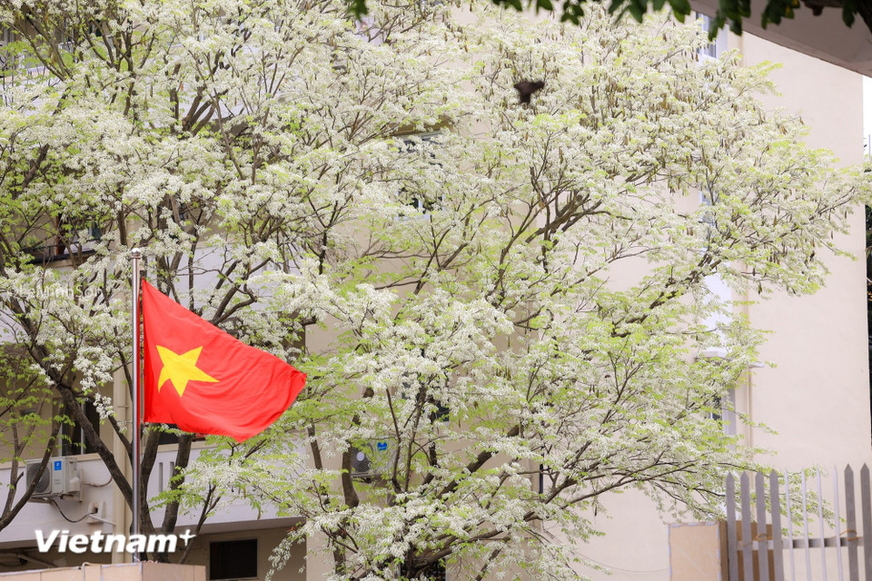 La floración de la planta "sua" (Alstonia scholaris) en Hanoi es durante un período corto, pero cada vez que aparecen, hacen que toda la ciudad parezca ralentizar su ritmo. (Foto: Vietnam+)