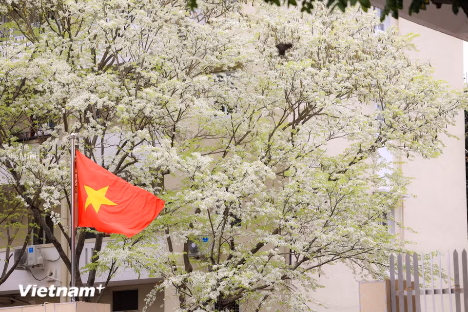 La floración de la planta "sua" (Alstonia scholaris) en Hanoi es durante un período corto, pero cada vez que aparecen, hacen que toda la ciudad parezca ralentizar su ritmo. (Foto: Vietnam+)