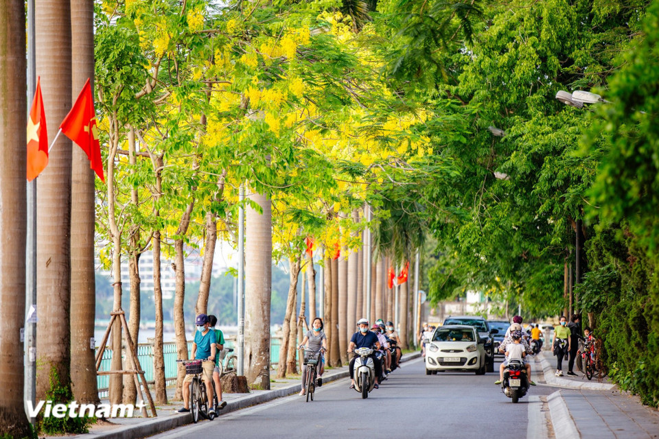 Las calles a lo largo del Lago del Oeste (Tay Ho) irradian luminisidad con el color amarillo de las plantas ornamentales conocidas como “lluvias de oro". (Foto: Vietnam+)