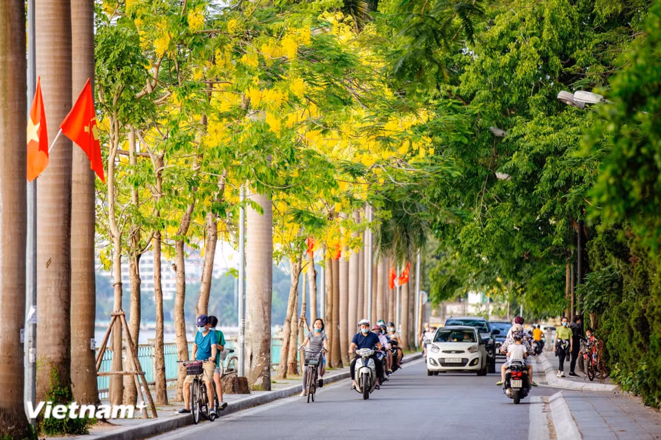 Las calles a lo largo del Lago del Oeste (Tay Ho) irradian luminisidad con el color amarillo de las plantas ornamentales conocidas como “lluvias de oro". (Foto: Vietnam+)