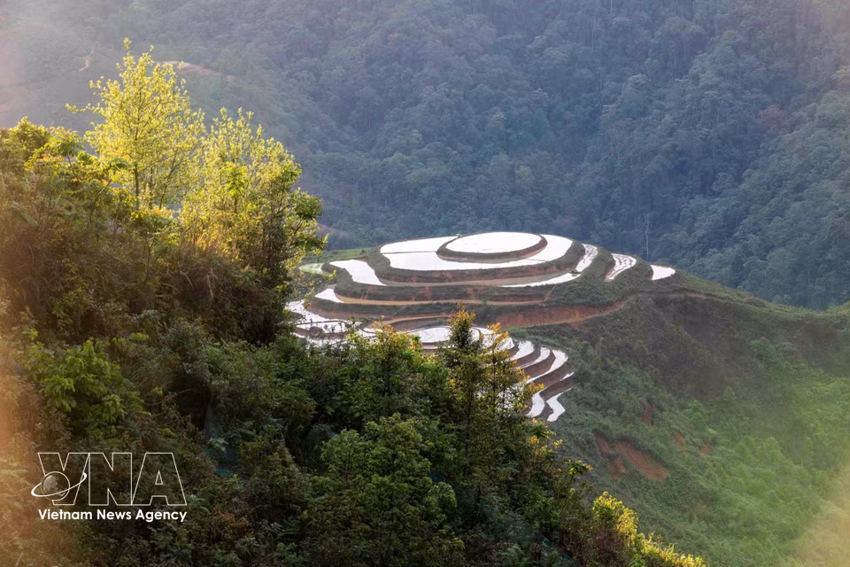 Las terrazas de arroz durante la temporada de inundación en Lang Sang lucen tan bellos como una pintura. (Foto: VNA)