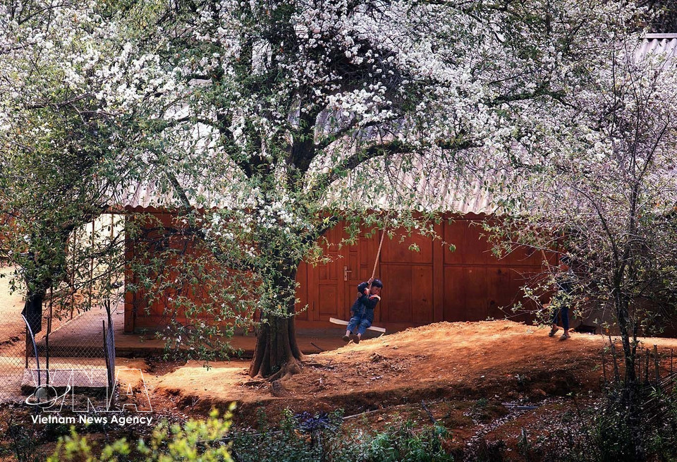 Bosque de flores de son tra en la aldea de Nam Nghep, provincia norvietnamita de Son La. (Foto: VNA)