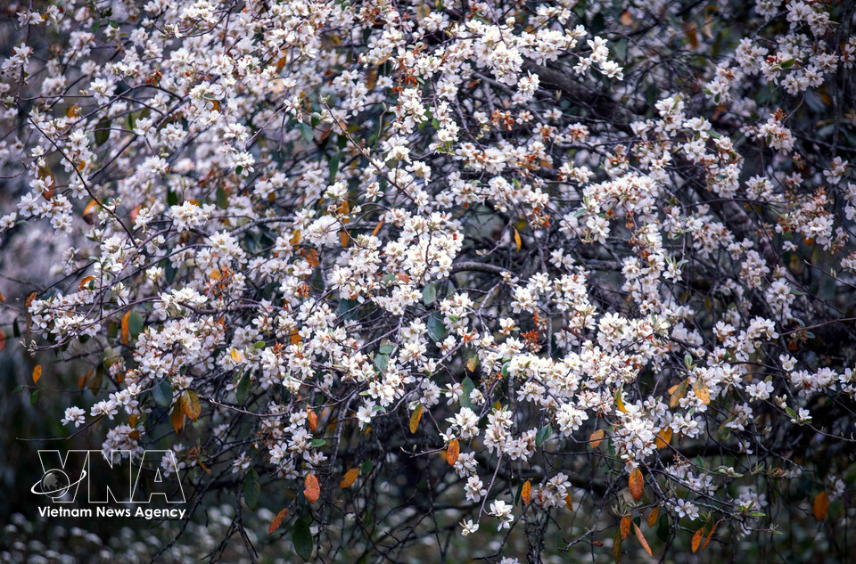Bosque de flores de son tra en la aldea de Nam Nghep, provincia norvietnamita de Son La. (Foto: VNA)