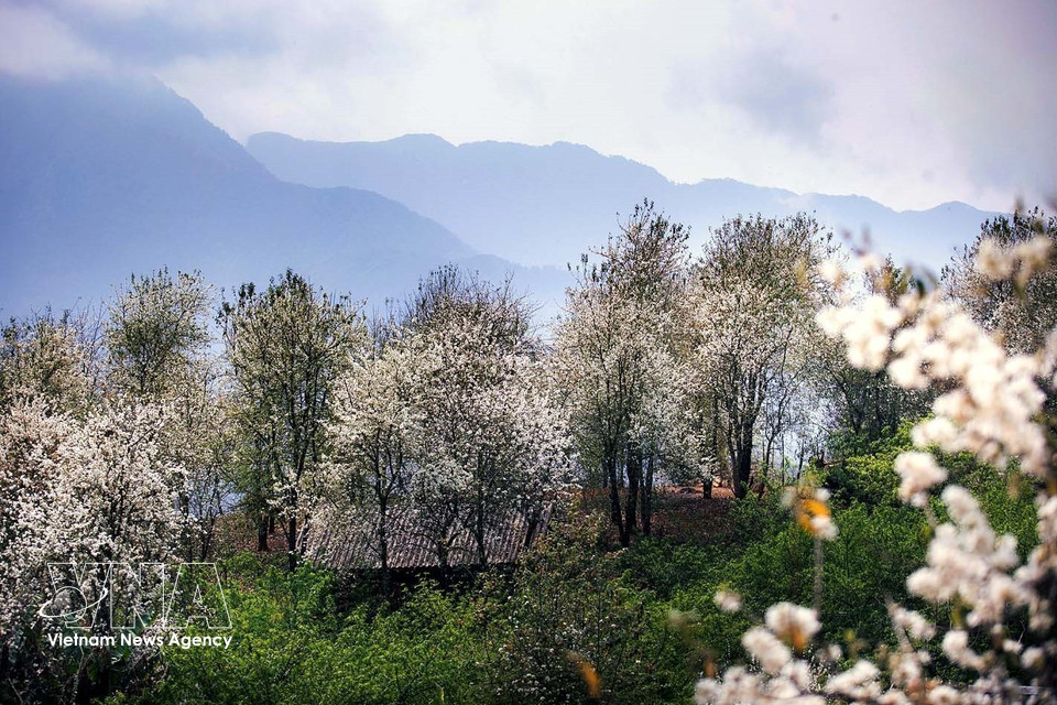 Bosque de flores de son tra en la aldea de Nam Nghep, provincia norvietnamita de Son La. (Foto: VNA)