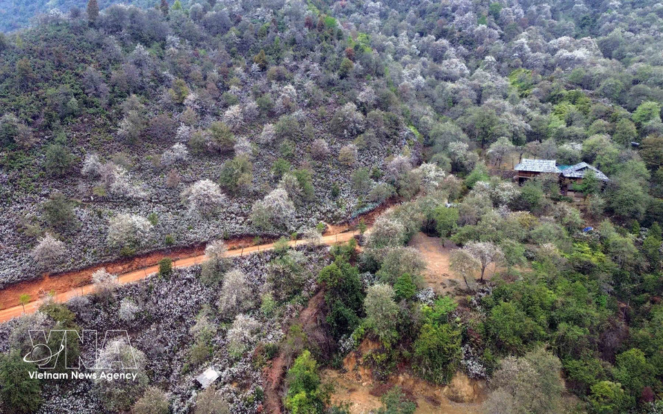 Bosque de flores de son tra en la aldea de Nam Nghep, comuna de Ngoc Chien (Son La). (Foto: VNA)