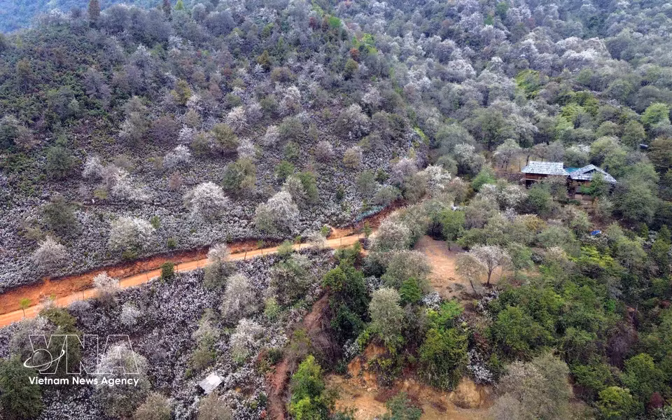 Bosque de flores de son tra en la aldea de Nam Nghep, comuna de Ngoc Chien (Son La). (Foto: VNA)