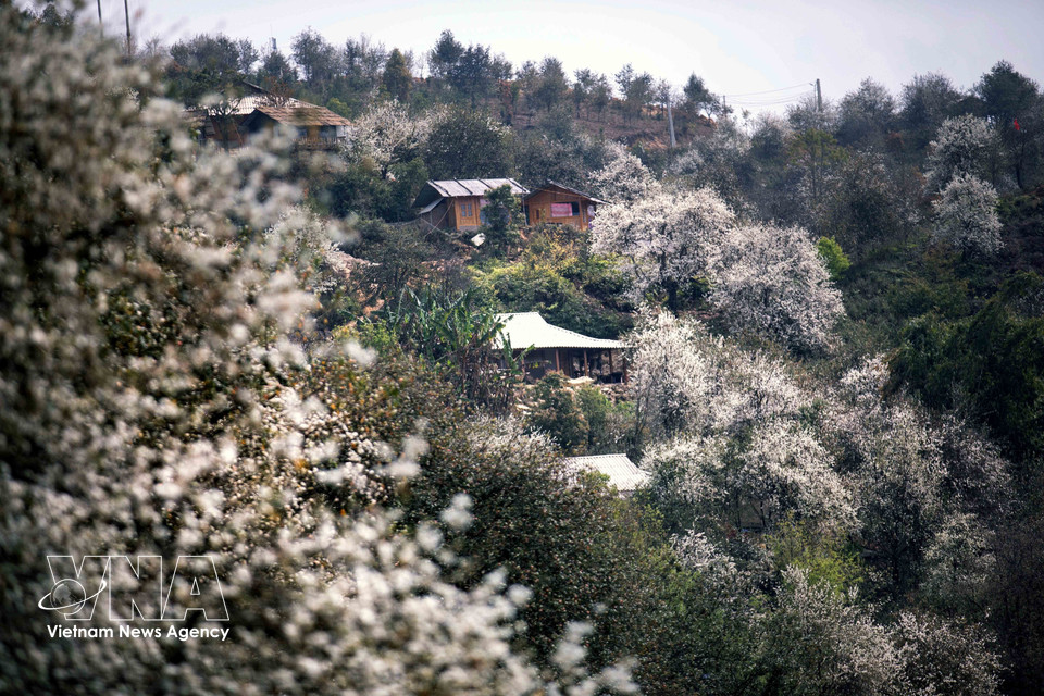 Bosque de flores de son tra en la aldea de Nam Nghep, provincia norvietnamita de Son La. (Foto: VNA)