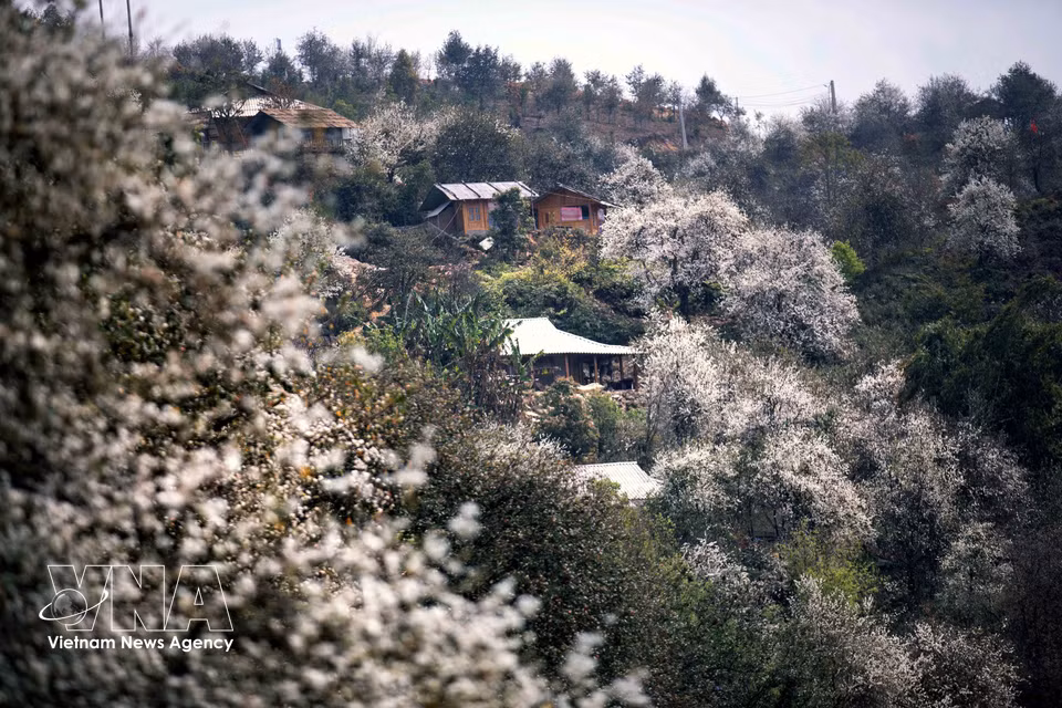 Bosque de flores de son tra en la aldea de Nam Nghep, provincia norvietnamita de Son La. (Foto: VNA)