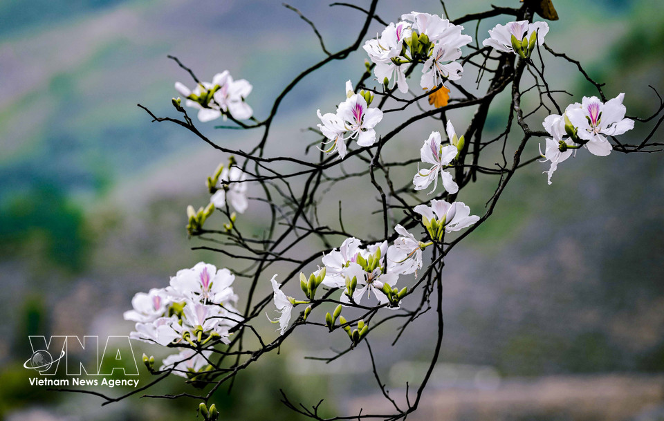 La belleza pura y delicada de la flor de ban. Foto: VNA