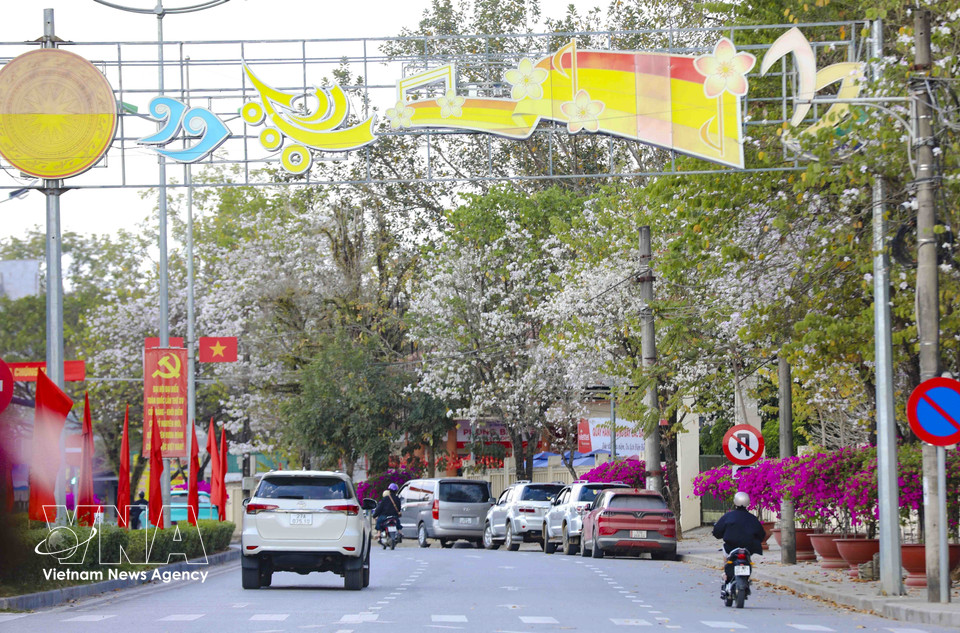 Flores de ban en las calles céntricas del barrio de Dien Bien Phu, creando un distintivo acento primaveral en la tierra montañosa. Foto: VNA