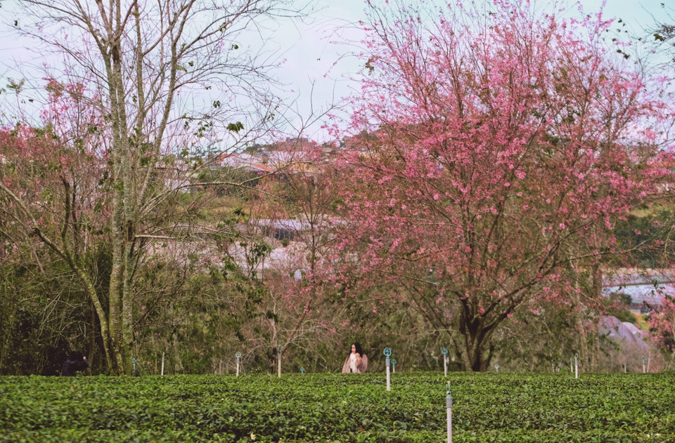 La explosión de color que traen las flores de cerezo otorga un encanto único a las afueras de Da Lat. Foto: VNA