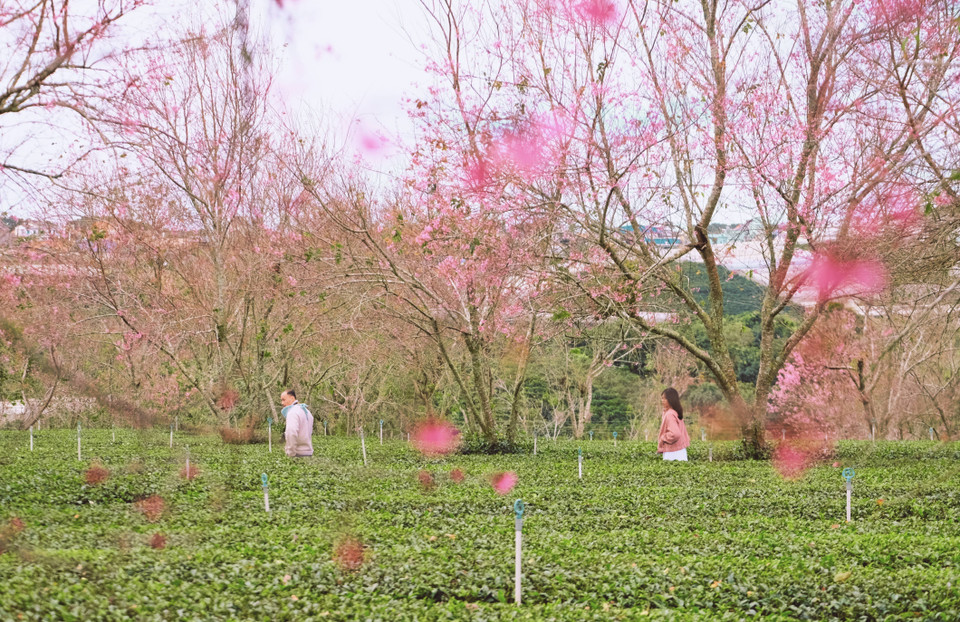 Cuando los cerezos comienzan a florecer, las afueras de la ciudad montañosa de Da Lat se transforman en un verdadero paraíso visual. Foto: VNA