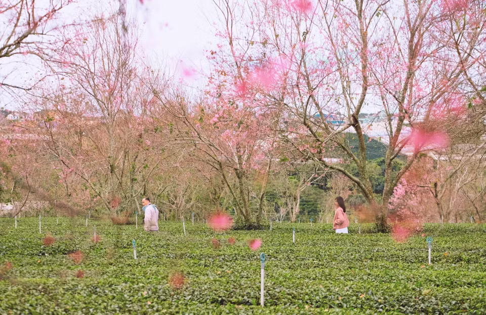 Cuando los cerezos comienzan a florecer, las afueras de la ciudad montañosa de Da Lat se transforman en un verdadero paraíso visual. Foto: VNA