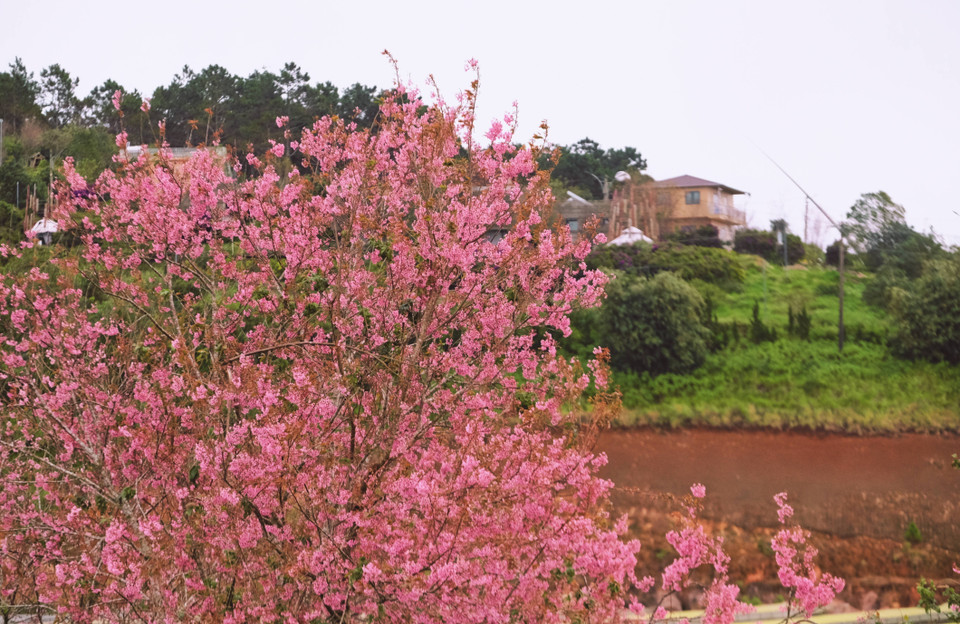 Miles de cerezos en la colina de té Cau Dat han alcanzado su máximo esplendor, convirtiéndose en el centro de atracción de turistas ansiosos por disfrutar del paisaje. Foto: VNA