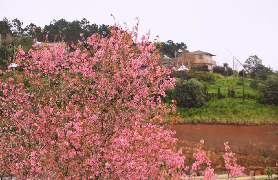 Miles de cerezos en la colina de té Cau Dat han alcanzado su máximo esplendor, convirtiéndose en el centro de atracción de turistas ansiosos por disfrutar del paisaje. Foto: VNA