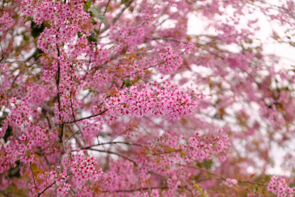 Durante esta temporada de cerezos, el Comité Popular del barrio de Xuan Huong en Da Lat organizará el Festival de la Flor del Cerezo - Da Lat Primavera 2026, que se llevará a cabo desde el 15 de enero hasta el 15 de febrero de 2026. Foto: VNA