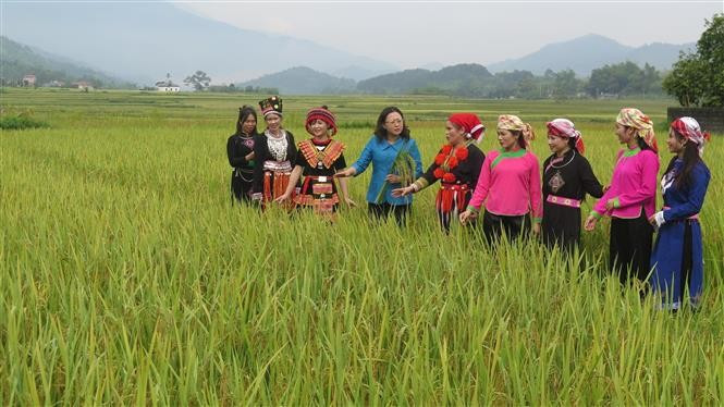 Delegados visitan el campo de arroz, fuente de la materia prima para el Festival del Com Hop Thanh. Foto: VNA