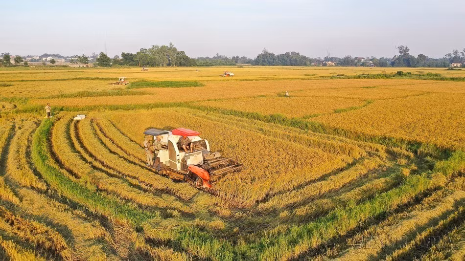 Durante el período 2016-2025, la economía nacional experimentó una transformación positiva e integral en muchos campos. El enfoque de Vietnam en la aplicación de la ciencia, la tecnología y la innovación también está estrechamente vinculado con los objetivos de desarrollo sostenible y crecimiento verde. En la foto: Agricultores del barrio de Cam Loa cosechan arroz de la temporada de invierno-primavera. Fuente: VNA