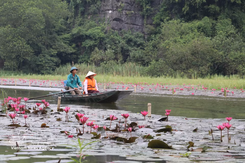 Los turistas navegan por el río Ngo Dong para admirar los nenúfares y disfrutar del paisaje. (Foto: VNA)