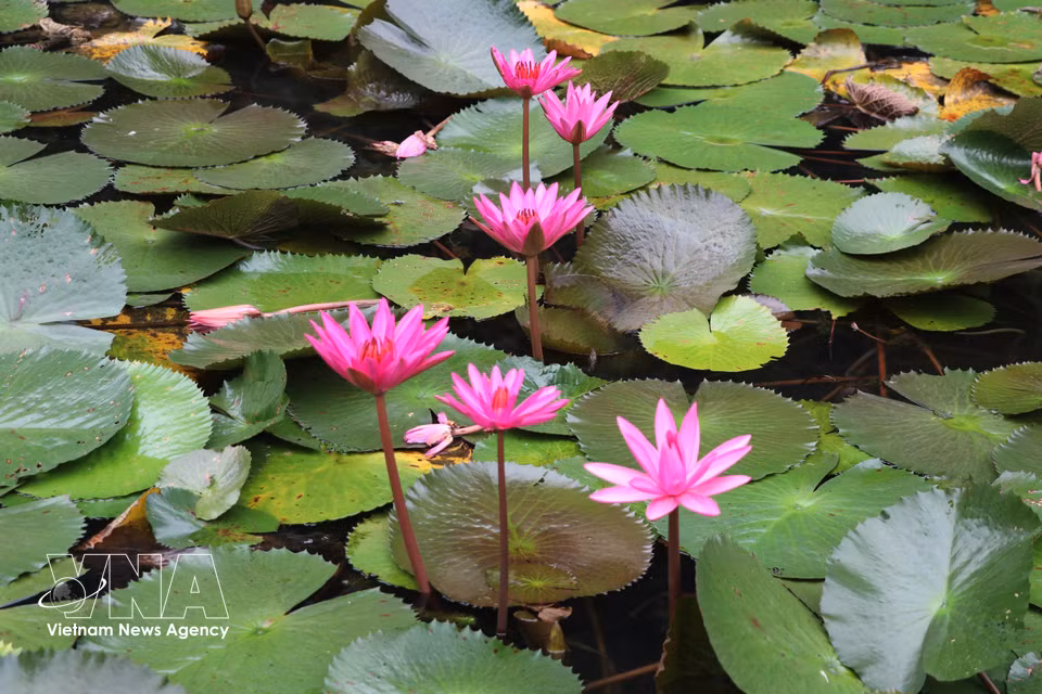 Los nenúfares lucen sus delicadas flores púrpuras sobre el río. (Foto: VNA)