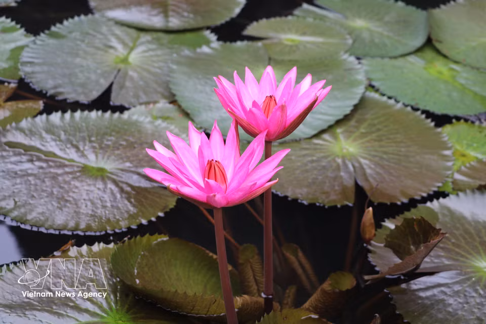 Los nenúfares lucen sus delicadas flores púrpuras sobre el río. (Foto: VNA)