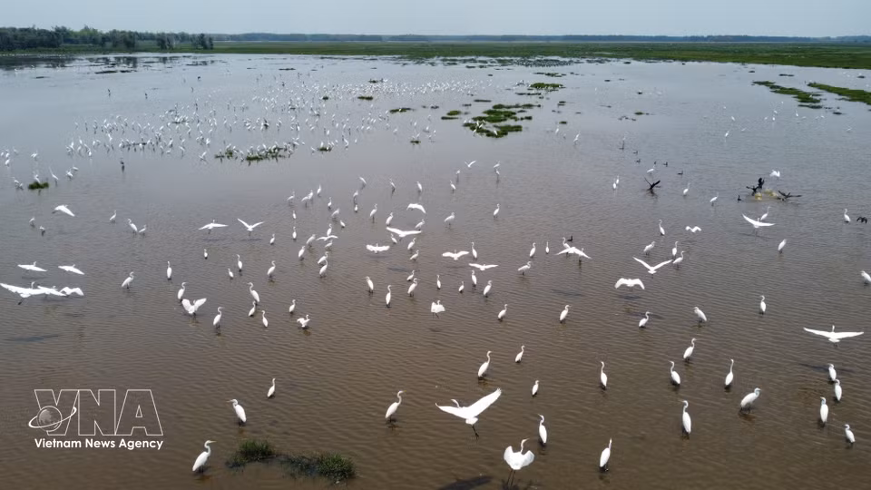 Miles de ejemplares de aves y cigüeñas reaparecen en el ecosistema de humedales del Parque Nacional Tram Chim. (Foto: VNA)