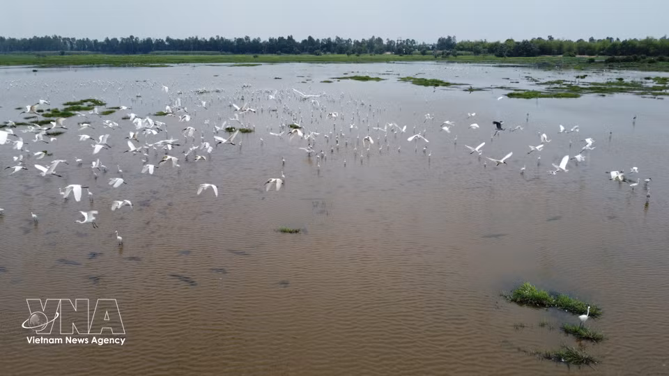 Bandada de garzas blancas buscando alimento en los humedales del Parque Nacional Tram Chim. (Foto: VNA)