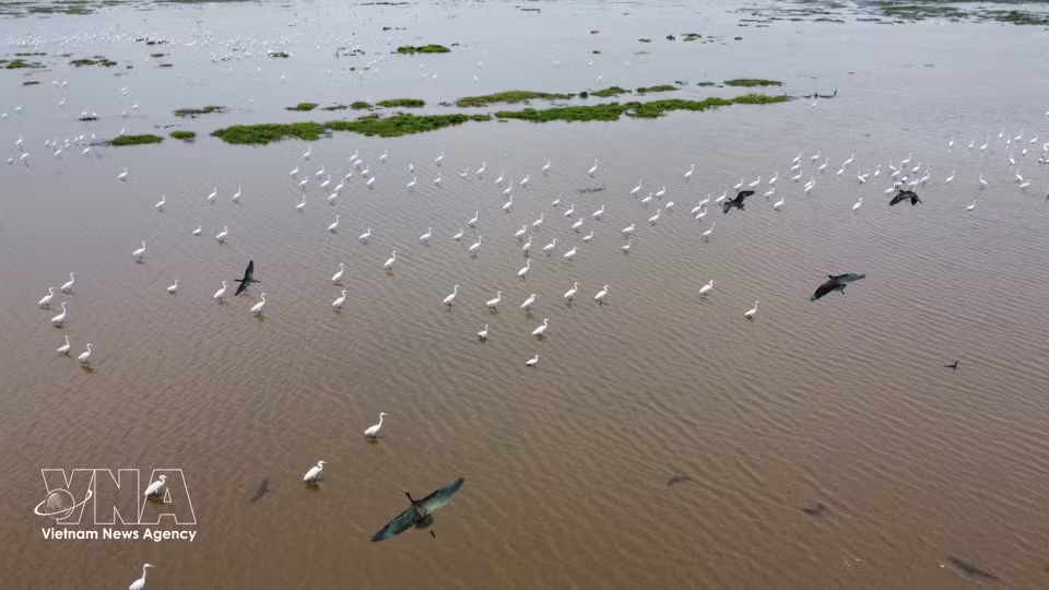 Diversas especies de aves y cigüeñas se alimentan en las zonas inundadas del Parque Nacional Tram Chim. (Foto: VNA)