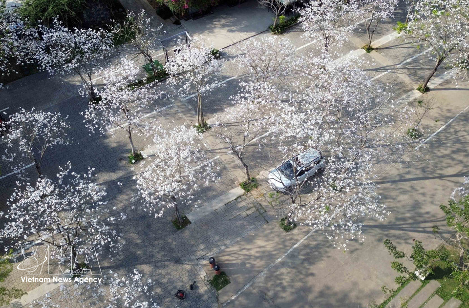 En el recinto del restaurante Suoi Hen Vuon Dao, las flores de ban muestran una blancura inmaculada, creando un marco romántico y poético. Foto: VNA