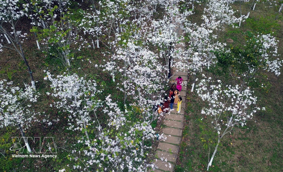 En la plaza Tay Bac, las flores de ban exhiben una blancura pura, creando un paisaje romántico y poético. Foto: VNA