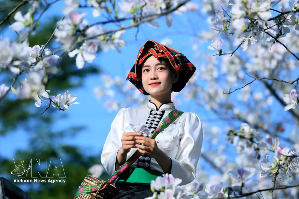 En la temporada de floración del ban, jóvenes con vestimenta tradicional de la etnia minoritaria Thai vienen a admirarlas y a tomar fotografías conmemorativas. Foto: VNA