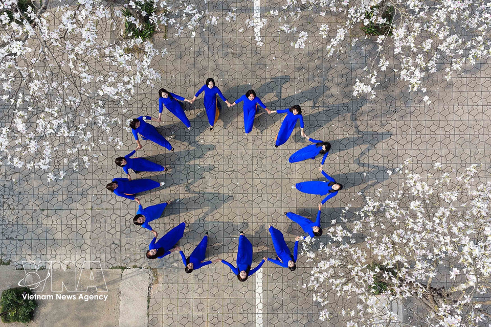 En la temporada de floración del ban, una gran multitud de lugareños y turistas acuden a contemplarlas y tomarse fotos de recuerdo. Foto: VNA