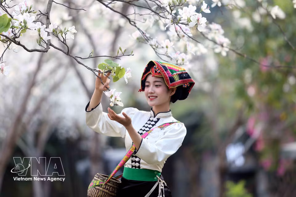 En la temporada de floración del ban, jóvenes ataviados con trajes tradicionales de la etnia minoritaria Thai acuden a contemplarlas y tomarse fotos de recuerdo. Foto: VNA