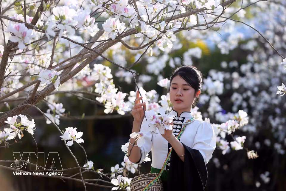 En la época de floración del ban, los jóvenes ataviados con trajes tradicionales de la etnia minoritaria Thai llegan para admirarlas y capturar el momento con fotografías. Foto: VNA